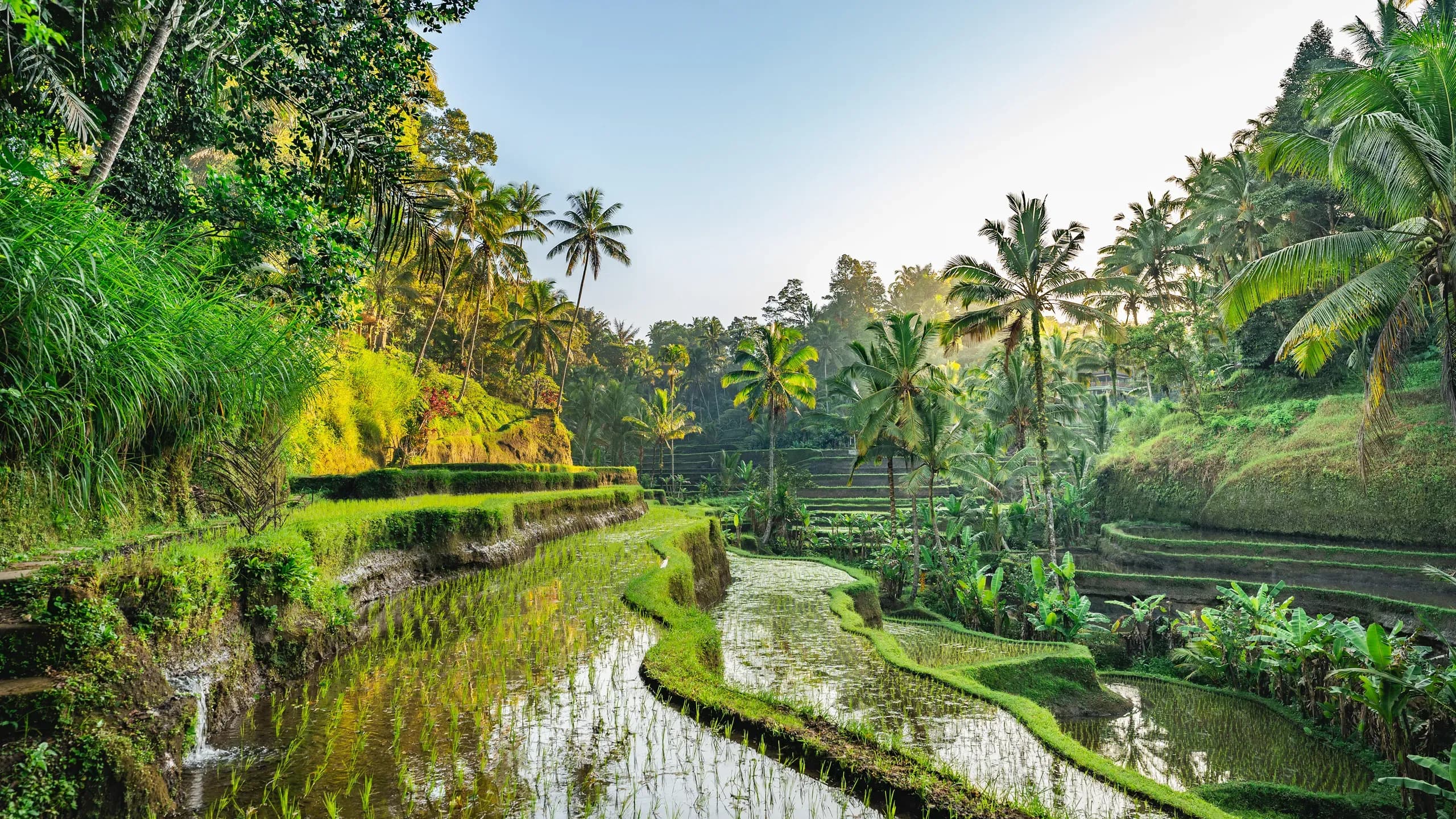 Bali Landscape and Investment Opportunity